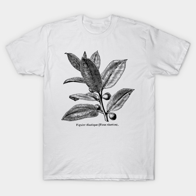 Ficus elastica (Rubber Tree) - Black Print